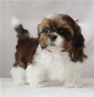radostn� �t��ata shih tzu