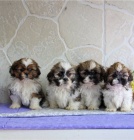 �t��ata shih tzu