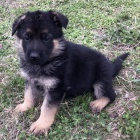 �t��ata n�meck�ch ov��k� na prodej