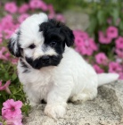 rozko�n� a zdrav� havansk� �t��ata na prodej.