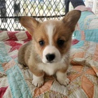 kr�sn� a and�lsk� Pembroke Welsh Corgi �t��ata �t��ata na prodej.