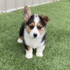 kr�sn� a and�lsk� Pembroke Welsh Corgi �t��ata �t��ata na prodej.