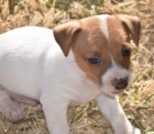 zdrav� �t��ata jack russell na prodej.