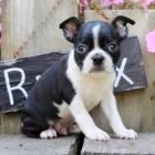 �t��ata bostonsk�ho teri�ra na prodej