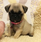 B�ov� mopsl� �t��ata k adopci. 