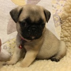 B�ov� mopsl� �t��ata k adopci. 