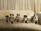 Na prodej roztomil� sibi�sk� husky