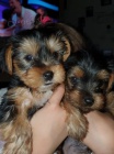 Rozko�n� a kr�sn� �t���tka miniaturn�ho yorkshire teri�ra na prodej.