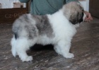 Pyrenejsk� doga �t��ata k adopci 