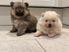 N�meck� �pic pomeranian - �t�n�