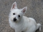 �t��ata West Highland k adopci