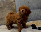 mini 2  pudlov� �t���tka k adopci