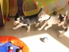 modr� o�i �t���tka sibi�sk�ho husky pro adopci. kontakt pro v�ce informac� a obr�zk�