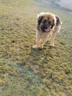 brzy si vezmi �t�n� Leonberger