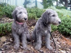 zdrav� �t���tka Bedlington k adopci