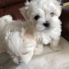 kr�sn� maltsk� �t��ata