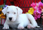 adoptovat �t��ata dogo argentino   bezplatn� adopce pro moje zdrav� �t��ata, jsou dob�e vy�koleni s rodokmenem mikro�ip� akc a v�emi dostupn�mi hra�kami kontakt spolu s va��m ��slem whatsapp