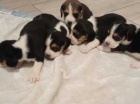 �t��ata beagle k dispozici