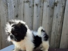 �t��ata shih tzu k dispozici