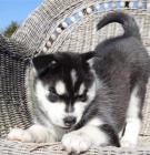 �istokrevn� sibi�sk� husky �t��ata