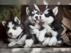 Sibi�sk� husky