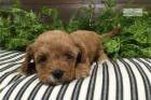 adoptujte �t��ata cavapoo