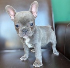 Francouzsk� buldo�ek na prodej.