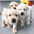 Zlat� retr�vr �t��ata