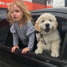 Zlat� retr�vr �t��ata.