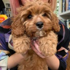 Pudl �t��ata na prodej.