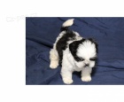�t��ata shih-tzu