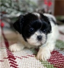 kr�sn� �t��ata shih tzu