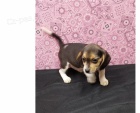 roztomil� �t���tka beagle 2 **