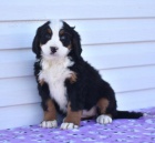 Sladk� �t���tka Bernsk�ho sala�nick�ho psa 