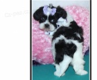 �istokrevn� �t��ata shih tzu