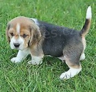 �t��ata beagle k dispozici