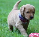 Zdrav� �t��ata zlat�ho retr�vra