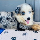 kr�sn� australainsheperd k adopci