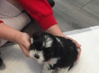 Roztomil� �t��ata shih tzu