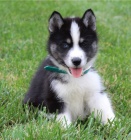 Sibi�sk� husky �t��ata