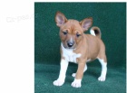 Fantastick� �t���tka basenji