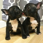 jsou vynikaj�c� a v dobr�m zdravotn�m stavu, od�erven� a maj� aktu�ln� informace o vakc�n�ch, r�di si hraj� s jin�mi dom�c�mi mazl��ky a d�tmi. tito mal� p��tel� v�m p�inesou do srdce spoustu l�sky a radosti. Hled�me vynikaj�c� nav�dy domov pro na�e �t��a