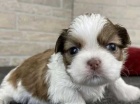 �t��ata shih tzu
