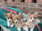 Corgi �t��ata