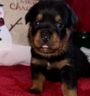 Samci a samice �t��at rotvajler�.