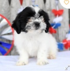 kr�sn� �t�n� shih tzu k adopci