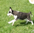 kr�sn� �t�n� siberain husky k adopci