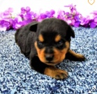 kr�sn� �t�n� rotvajlera k adopci