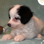 kr�sn� �t�n� ausiedoodle k adopci