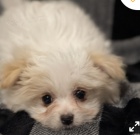 kr�sn� havapom �t�n� k adopci